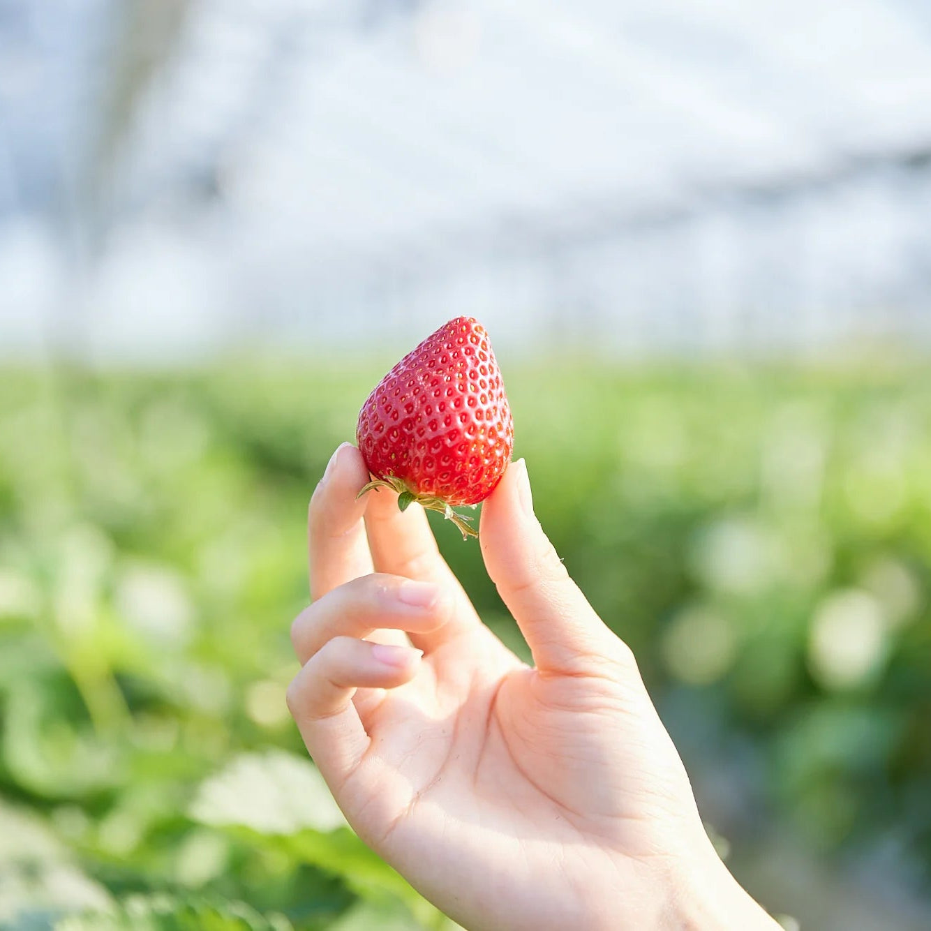 MIGAKI FARM - 農園・カフェ・EC。バラバラだった3つを、ひとつの体験につなぐ - media1-1